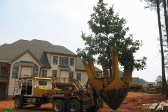 Moving large trees