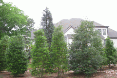 Landscaping Trees 6