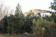 These evergreens maintain privacy year round 